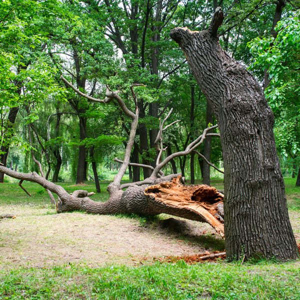 Emergency Tree Services