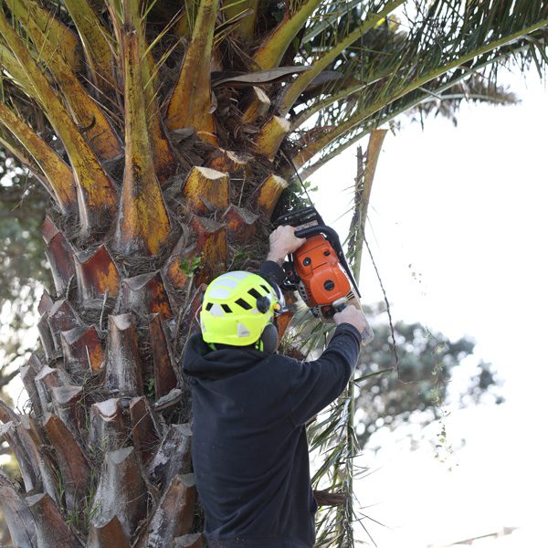 Tree Pruning