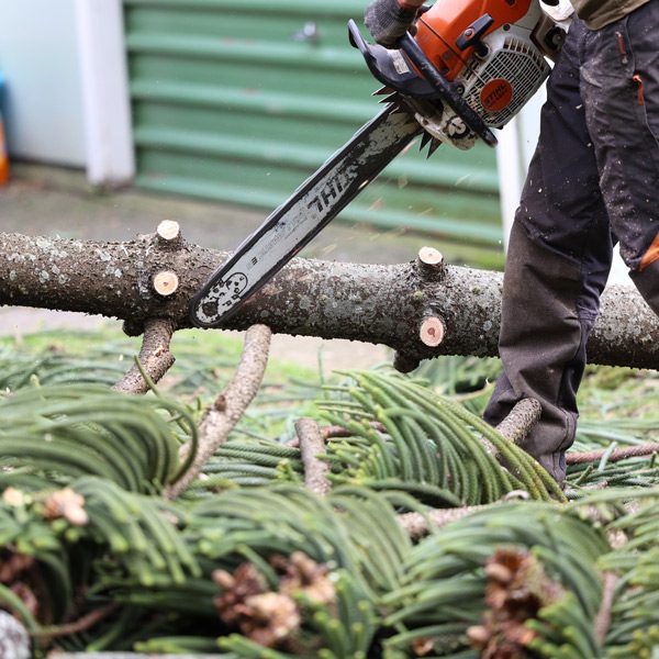 Tree Removal