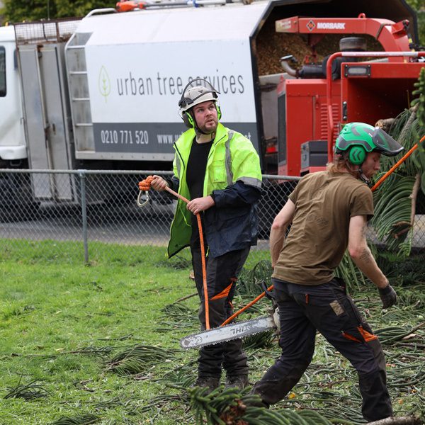 Urban Tree Services team at work with the truck in Wellington