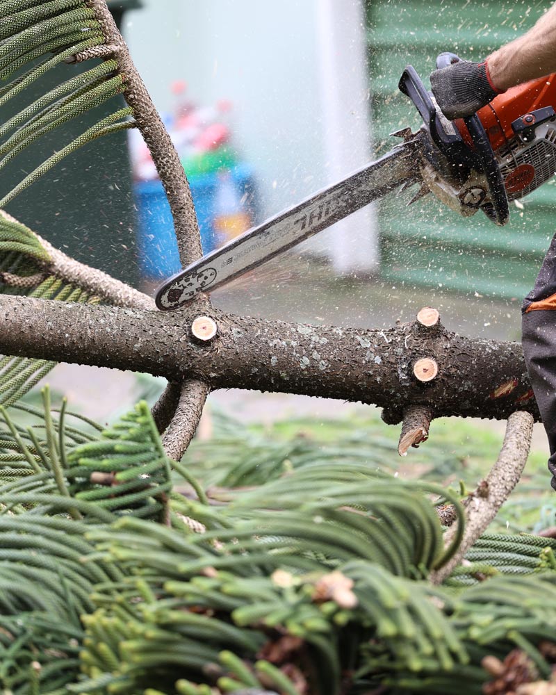 Arborist cutting a branch with a chainsaw
